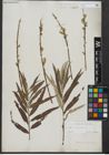 Foto von Salix viminalis L.